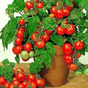 May include: A potted tomato plant with many red ripe tomatoes growing on it. The plant is in a brown terracotta pot and is surrounded by green leaves.