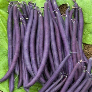 Purple Queen Bush Bean Seeds – Organic, Non-GMO, 50 Count