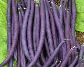 Purple Queen Bush Bean Seeds – Organic, Non-GMO, 250 Count