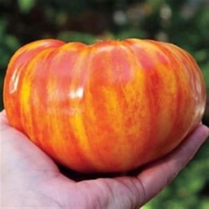 Könnte beinhalten: Eine große, rot-gelb gestreifte Tomate. Die Tomate hat eine glatte, glänzende Haut und ist leicht abgeflacht.
