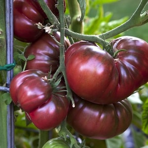 Puede incluir: Primer plano de un racimo de tomates antiguos grandes de color rojo oscuro que crecen en una vid. Los tomates tienen un color rojo intenso y una textura ligeramente arrugada.