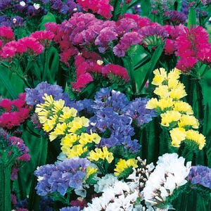 May include: A bouquet of dried statice flowers in a variety of colors, including blue, purple, pink, yellow, and white.