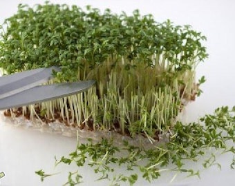 Biologische tuinkerszaden | 18 g | GGO-vrij | Snelgroeiende slasoorten