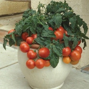 Peut inclure: Un pot en céramique blanche rempli d'un plant de tomates. La plante est pleine de tomates rouges mûres.