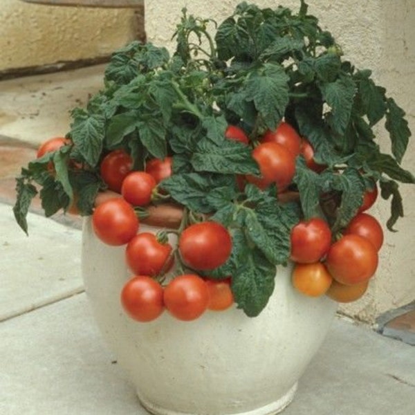 Semi di pomodoro biologico Tiny Tim - 25 semi per gli appassionati di giardinaggio in container!
