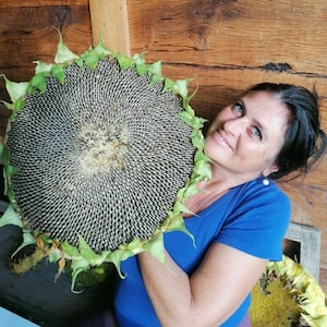 Organiczne nasiona słonecznika mongolskiego – opakowanie 25 nasion, bez GMO, rozkwitnij w swoim ogrodzie!