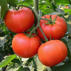 Op de afbeelding: Vier rijpe rode tomaten die aan een wijnstok in een kas hangen.