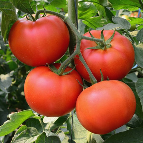 Organic Glacier Tomato Seeds - 50 Seeds for Refreshing Abundance! - Etsy  Israel