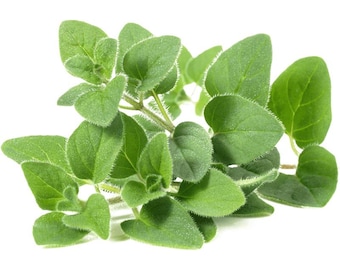 Semillas de orégano 0,3 g / Hierba culinaria tradicional sin OMG / Origanum vulgare