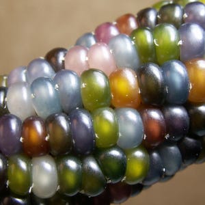 Bio-Non-GMO Glass Gem Mais-Samen - 50 Samenpackung
