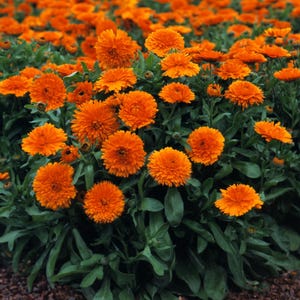 Puede incluir: Primer plano de un lecho de flores de caléndula de color naranja brillante. Las flores tienen una estructura de pétalos densa y en capas y se colocan contra hojas verdes. El suelo está cubierto de corteza marrón.