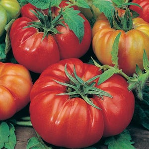 Organische Tomate Costoluto Fiorentino Samen - 50 Samen pro Packung, Non-GMO