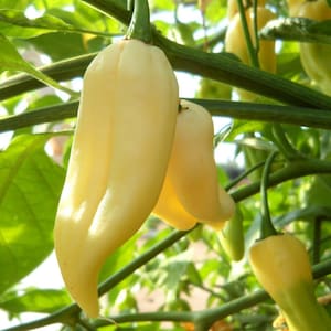 Organic Jolokia White Chili Pepper Seeds - 300 Seeds, Non-GMO - Spice up Your Garden with Ghostly Heat
