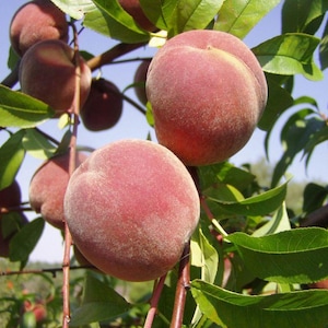 Puede incluir: Primer plano de una rama de un árbol de melocotón con varios melocotones maduros. Los melocotones son de color rojo intenso con una textura peluda. Las hojas son verdes y el fondo es un cielo azul.