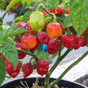 May include: A potted habanero pepper plant with green leaves and red and orange peppers.
