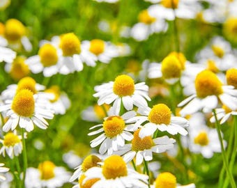 Organiczne nasiona rumianku | Około 5000 nasion heirloom | Bez GMO | Matricaria chamomilla
