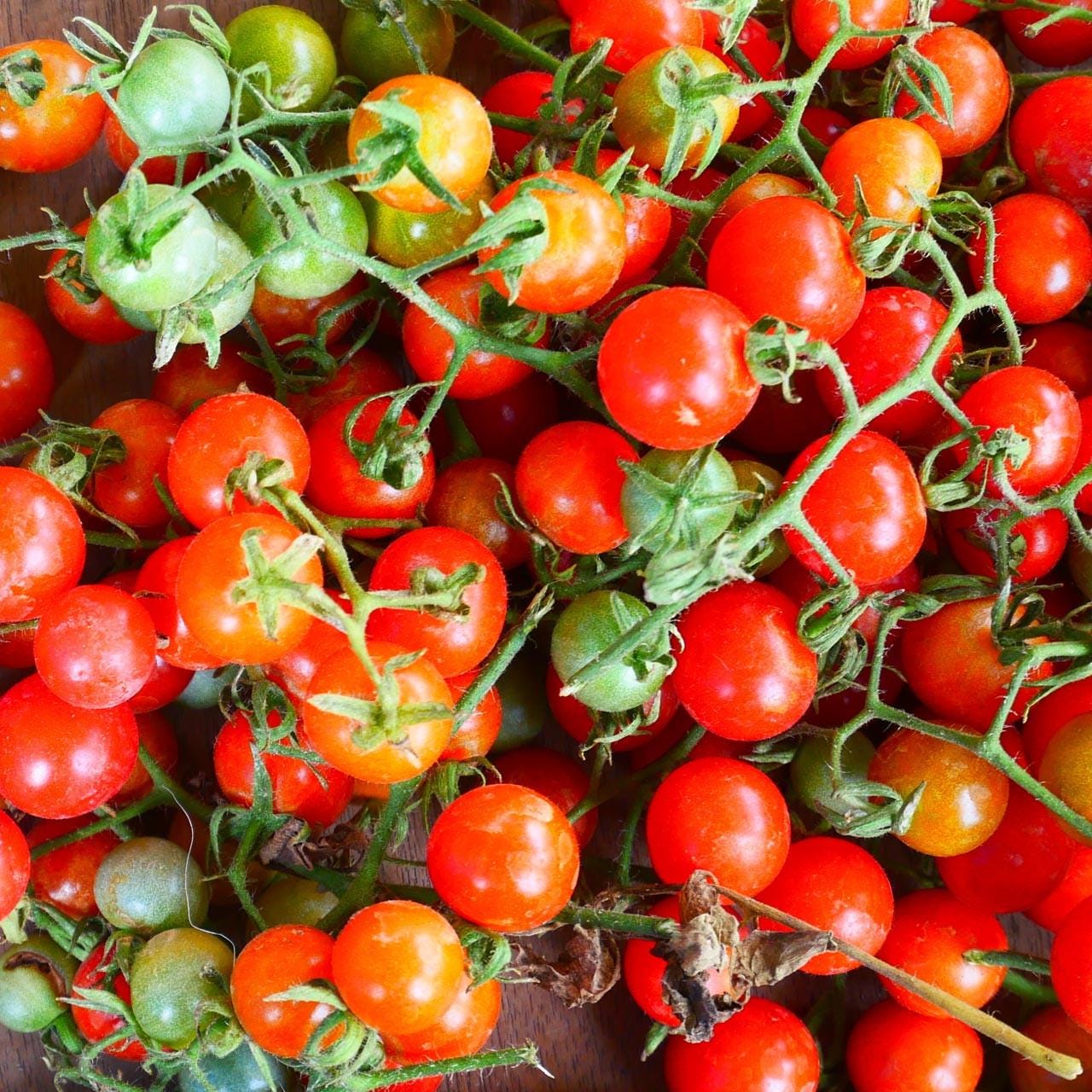 Wild tomato seeds - Etsy 日本