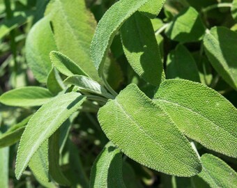 100 semi di Salvia Violetta*Salvia perenne dei boschi*Salvia nemorosa