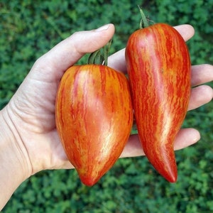 Könnte beinhalten: Zwei rot-gelb gestreifte Tomaten in Form einer Paprika, die in einer Hand gehalten werden.