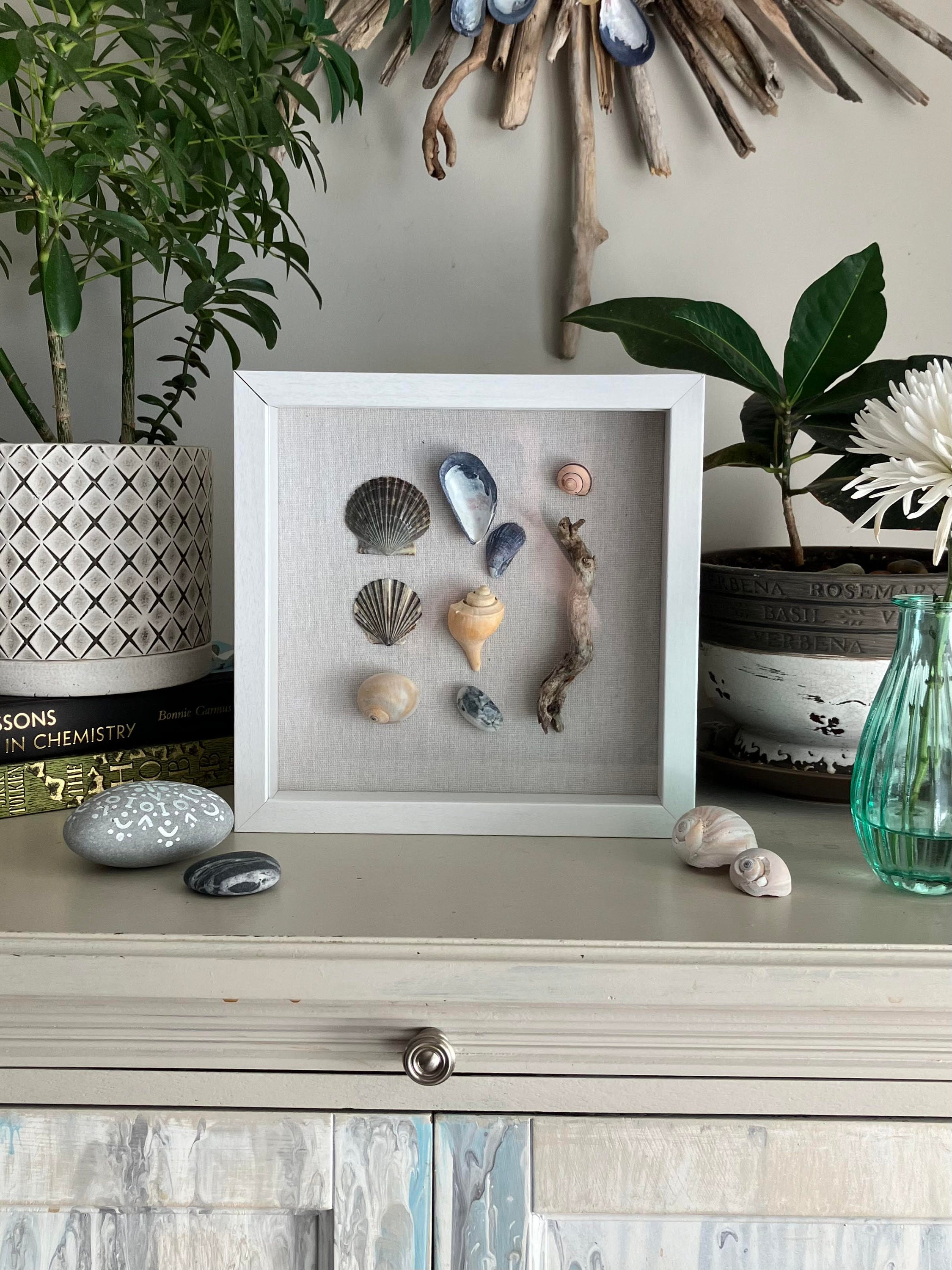 Frame Exhibition Shell Small Shell Exhibit - White Frame - Etsy
