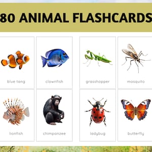 80 cartes-éclair réalistes d'animaux ; Les enfants apprennent des cartes flash ; Flashcards d'animaux, Flashcards Montessori ; Flashcards imprimables ; Animal de zoo