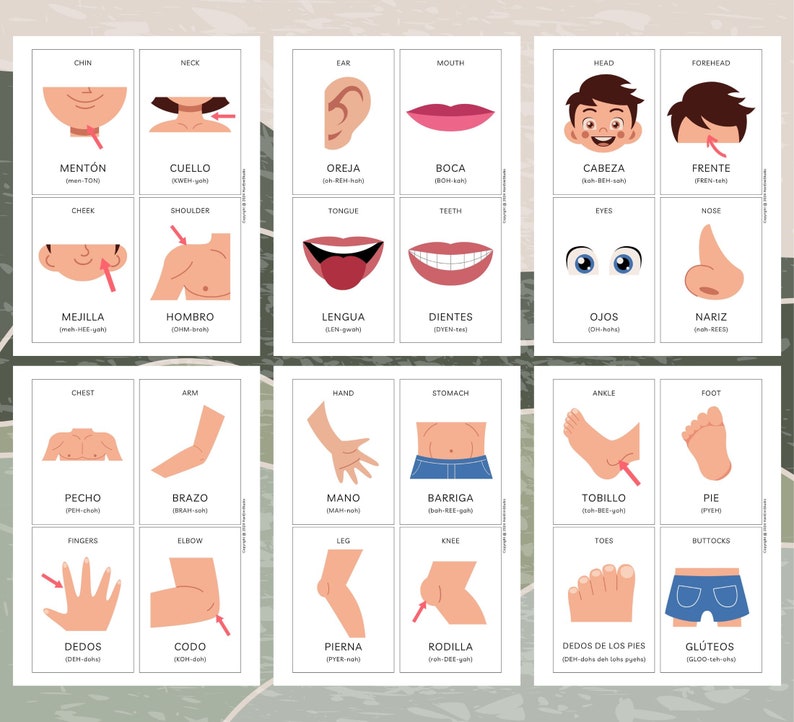 May include: Illustrated flashcards with Spanish and English words for different parts of the body. The cards feature colorful cartoon images of a person's head, face, torso, arms, legs, and feet.
