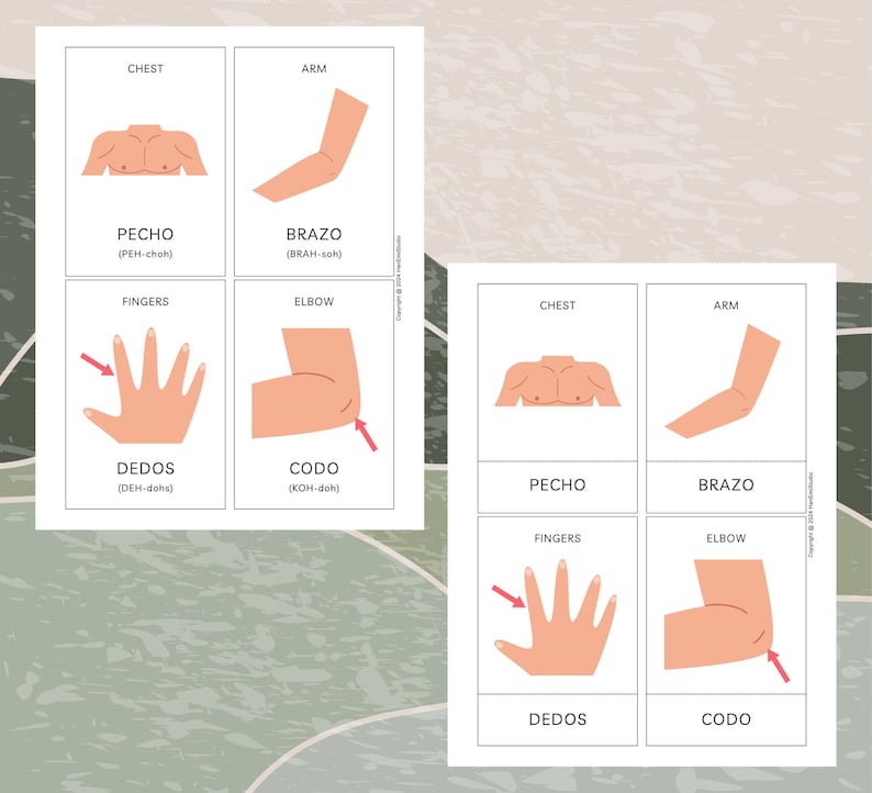 May include: Two sets of flashcards with illustrations of body parts and their Spanish names. The first set shows a chest, arm, fingers, and elbow. The second set shows the same body parts with the Spanish words "Pecho", "Brazo", "Dedos", and "Codo" written below each illustration.