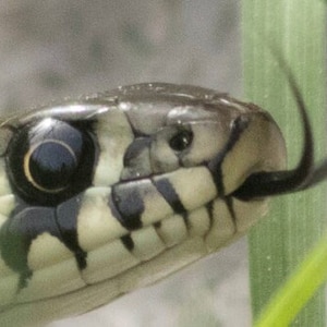 Cartão de felicitações de cobra, cartão de réptil, cartão de cobra, cartão de aniversário, presente de guardião de cobra, animal réptil python, ilustrações de cobras, impressão artística