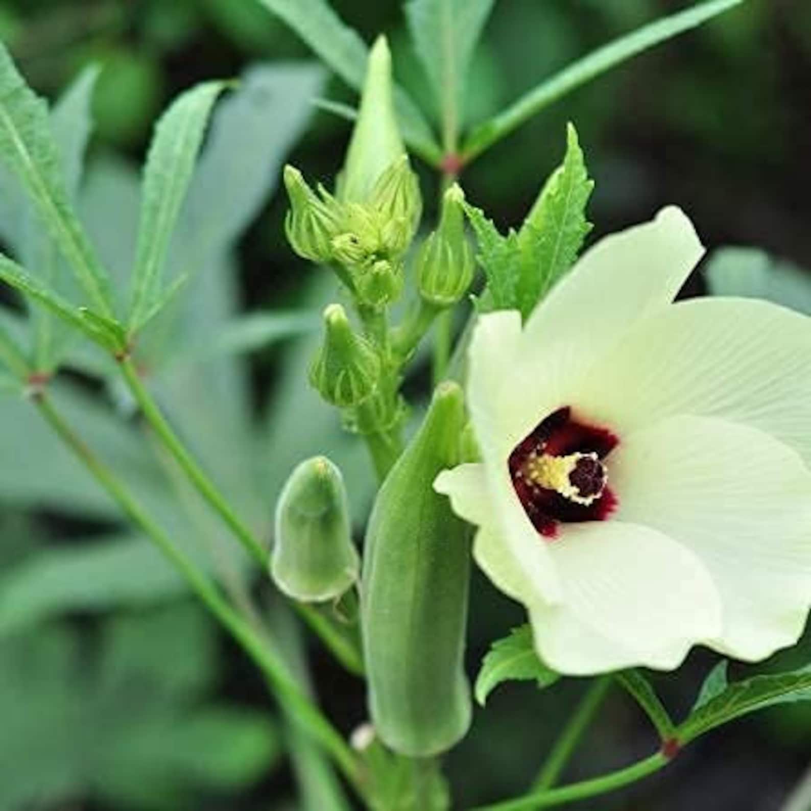 Buzzy® zaden - Xotica Okra Clemson Spineless