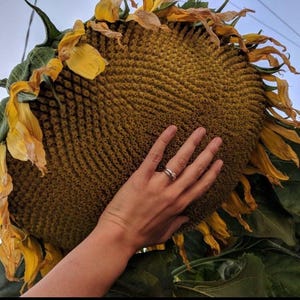 Mammut-Sonnenblumen(Greystripe)-Samen (Helianthus annuus)