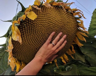 Semillas de girasol mamut (Greystripe) (Helianthus annuus)