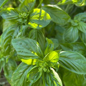 Basil (Genovese) Seeds (Ocimum basilicum)