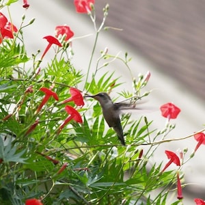 May include: A hummingbird in flight, hovering near vibrant red flowers. The bird's wings are spread, and its beak is extended towards the flower. Lush green foliage surrounds the flowers, with a blurred background.