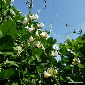 Puede incluir: Flores blancas florecen en una vid verde contra un cielo azul brillante. La vid está creciendo en un enrejado u otra estructura de soporte. Las flores están en varias etapas de floración, algunas están completamente abiertas, mientras que otras todavía son capullos.