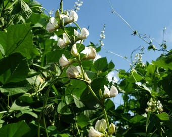White Hyacinth Bean Vine Seeds (Lablab alba)