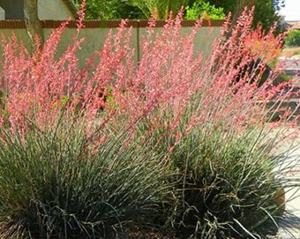 Red Yucca Seeds (Hesperaloe parviflora)