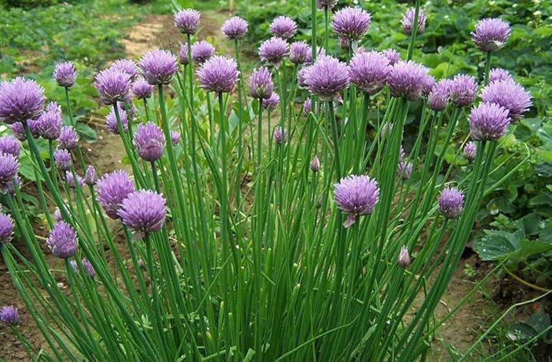 TheSuburbanGardener Chive Seeds