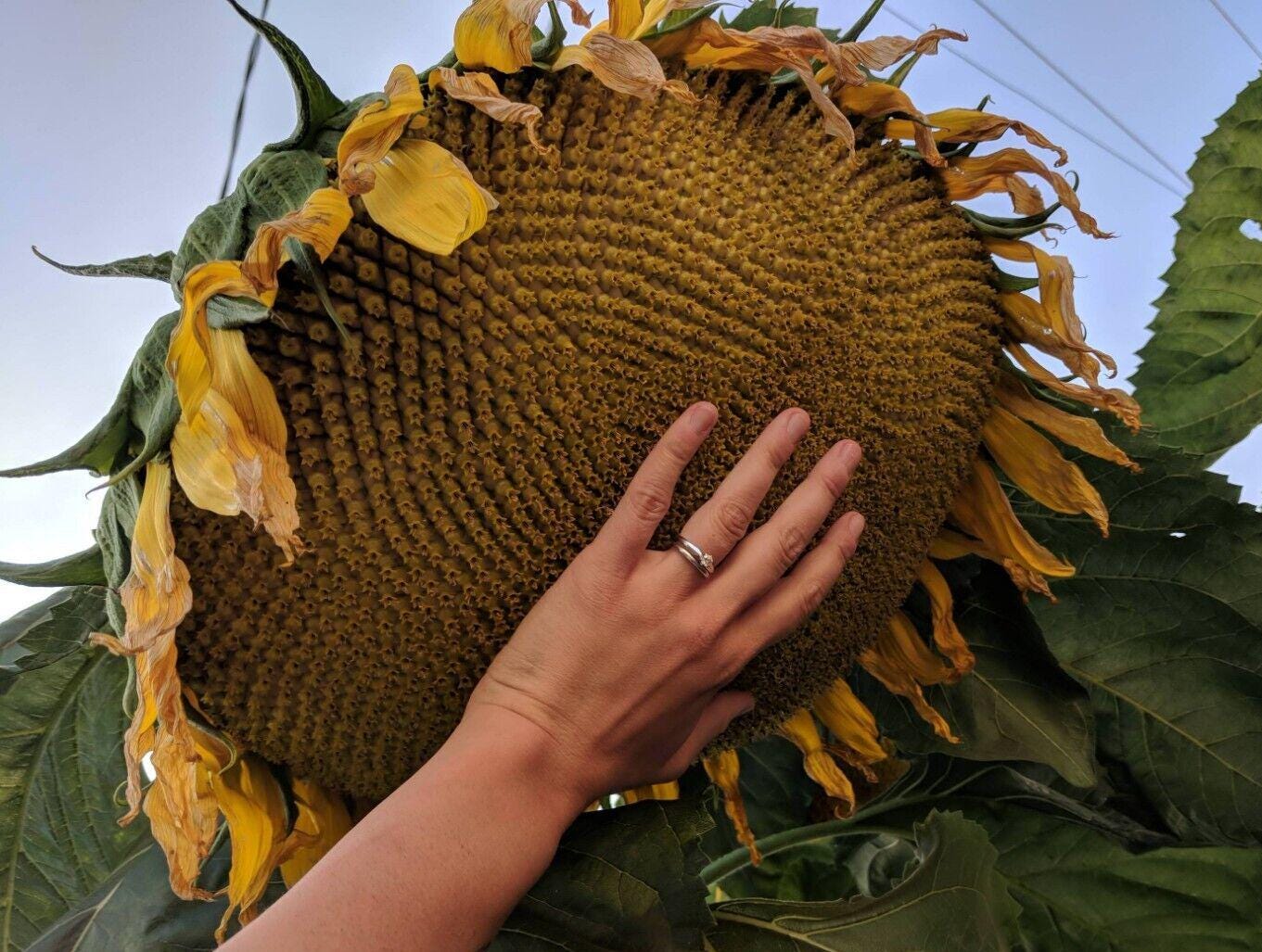 Mammoth Sunflower (Greystripe) Seeds (Helianthus annuus)