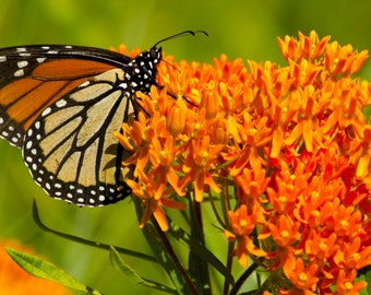 Butterfly Milkweed Seeds (Asclepias tuberosa)