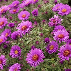New England Aster Seeds (Symphyotrichum novae-angliae)