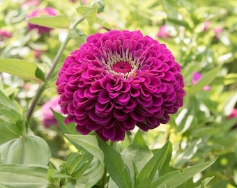 Semillas de zinnia Príncipe Púrpura (Zinnia elegans)
