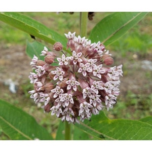 Common Milkweed Seeds (Asclepias syriaca)