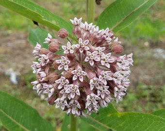 Common Milkweed Seeds (Asclepias syriaca)