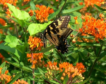 Semillas de algodoncillo mariposa (Asclepias tuberosa)