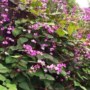 Puede incluir: Primer plano de una vid con flores rosas que crecen en una valla de madera. Las flores están en plena floración y las hojas son verdes.