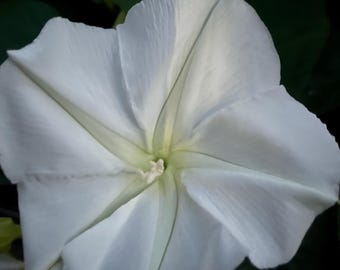 Semillas de vid de flor de luna (Ipomoea alba)
