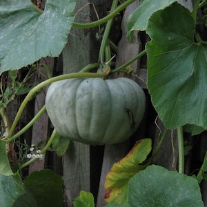 May include: A pale green pumpkin, with vertical ridges, hangs from a vine against a weathered wooden fence. Large, green leaves and tendrils surround the pumpkin, creating a natural, rustic scene. The pumpkin is a soft, muted green color.