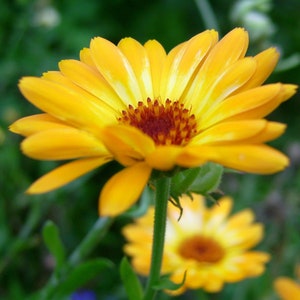 May include: A bright yellow calendula flower with a red center, blooming in a field of green.