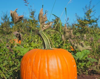 Jack O’Lantern Pumpkin Seeds | Heirloom Carving Pumpkin for Fall Decor