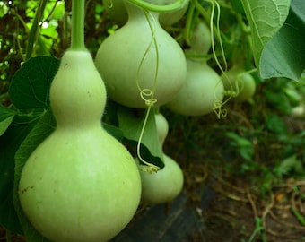 巣箱ひょうたん (Lagenaria siceraria)